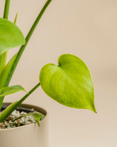 Eine Nahaufnahme eines grünen, herzförmigen Monstera 'Cheesy' - Fee-Blattes im Topf vor einem beigen Hintergrund, auf dem auch andere Blätter und Stängel zu sehen sind.