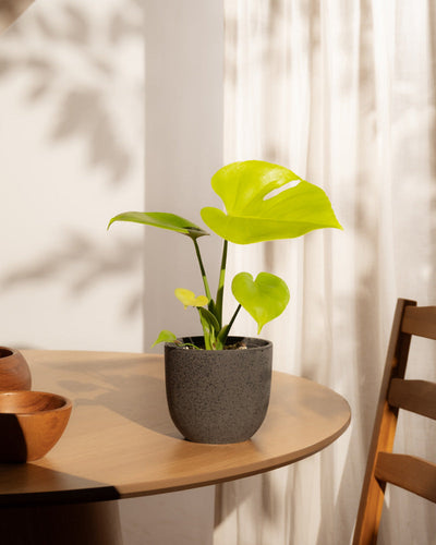Eine kleine Monstera 'Cheesy' - Fee mit leuchtend grünen Blättern steht auf einem hellen Holztisch in der Nähe eines sonnenbeschienenen Fensters mit weißen Vorhängen. Holzschalen und ein Teil eines Holzstuhls sind ebenfalls zu sehen.