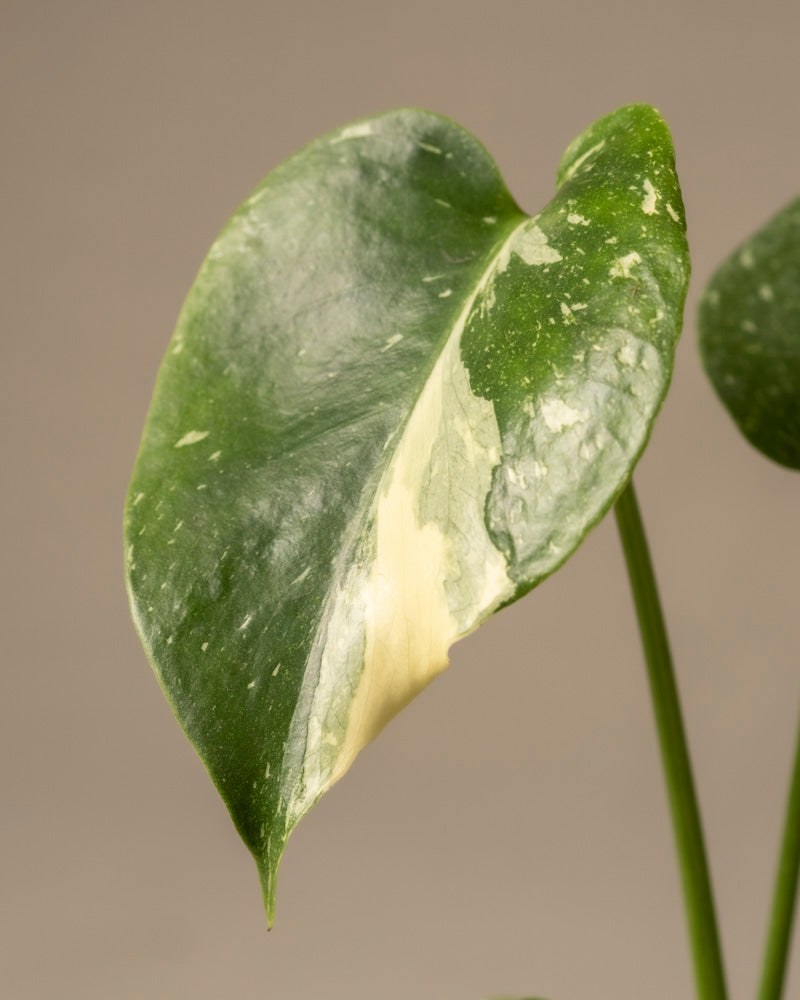 Eine Nahaufnahme eines Blattes der Babypflanze Monstera deliciosa „Thai Constellation“ zeigt ihr grün-buntes Muster mit einem großen cremefarbenen Fleck. Das glänzende, herzförmige Blatt hat eine glatte Textur vor einem neutralen Hintergrund, die an die seltene Sorte Thai Constellation erinnert.