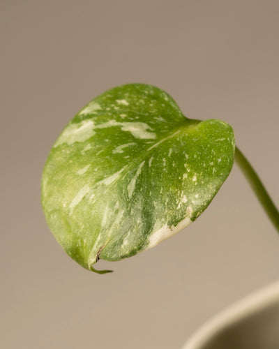 Nahaufnahme eines Blattes einer Monstera deliciosa „Thai Constellation“ mit grün-weißer Panaschierung. Das scharfe Blatt vor einem sanften beigen Hintergrund hat abgerundete, leicht gekräuselte Kanten und ist an einem schlanken Stiel befestigt.