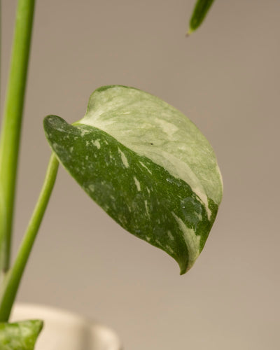 Nahaufnahme des bunten Blattes der Babypflanze Monstera deliciosa „Thai Constellation“ mit grünem und weißem Muster auf einem schlanken Stiel, das die Texturen der Rarität vor einem neutralen Hintergrund wunderschön hervorhebt.
