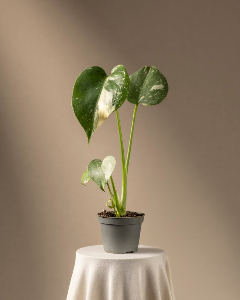 Eine seltene Monstera deliciosa 'Thai Constellation' Babypflanze mit großen, bunten grünen und weißen Blättern steht auf einem runden, mit Stoff bedeckten Tisch. Der sanfte beige Hintergrund und die sanfte Beleuchtung oben links heben die Pflanze wunderschön hervor.