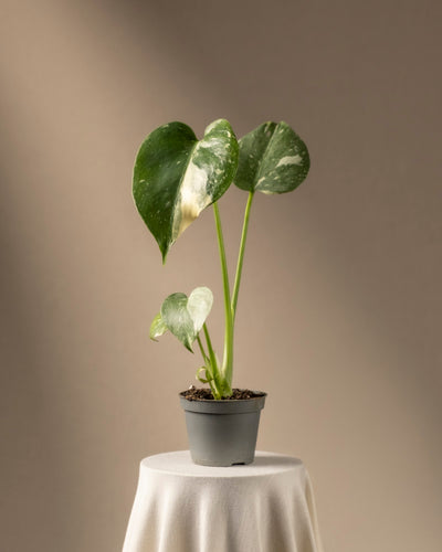 Eine seltene Monstera deliciosa 'Thai Constellation' Babypflanze mit großen, bunten grünen und weißen Blättern steht auf einem runden, mit Stoff bedeckten Tisch. Der sanfte beige Hintergrund und die sanfte Beleuchtung oben links heben die Pflanze wunderschön hervor.