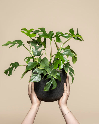 Ein Paar Hände hält einen schwarzen Topf hoch, in dem sich eine üppig grüne Monstera minima befindet - eine Fee mit einzigartig geformten Blättern, die vor einem schlichten beigen Hintergrund steht.
