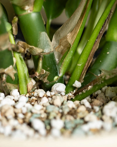 Nahaufnahme von Monstera - feige Stängel mit einigen braunen, vertrockneten Blatträndern, umgeben von weiß gesprenkeltem Perlit und Erde in einem Topf.