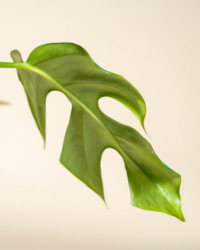 Eine Nahaufnahme eines einzelnen grünen Monstera minima - Feenblattes mit einzigartigen natürlichen Löchern und Rissen, dargestellt vor einem schlichten, hellbeigen Hintergrund.