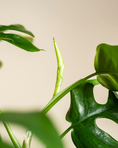 Eine Nahaufnahme einer Monstera minima - feey mit einem neuen Blatt, das sich inmitten reifer, gespaltener grüner Blätter vor einem schlichten, hellen Hintergrund entfaltet.