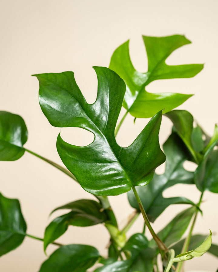 Schweizer Monstera minima | Rhaphidophora