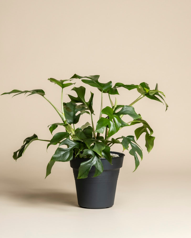 Monstera minima • feey