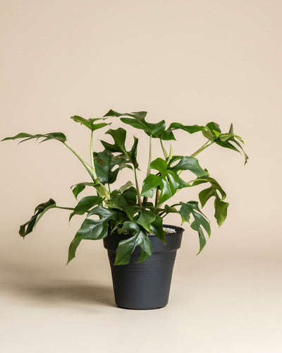 Eine Monstera minima - feey mit großen, gespaltenen grünen Blättern sitzt in einem schwarzen Topf vor einem schlichten beigen Hintergrund.