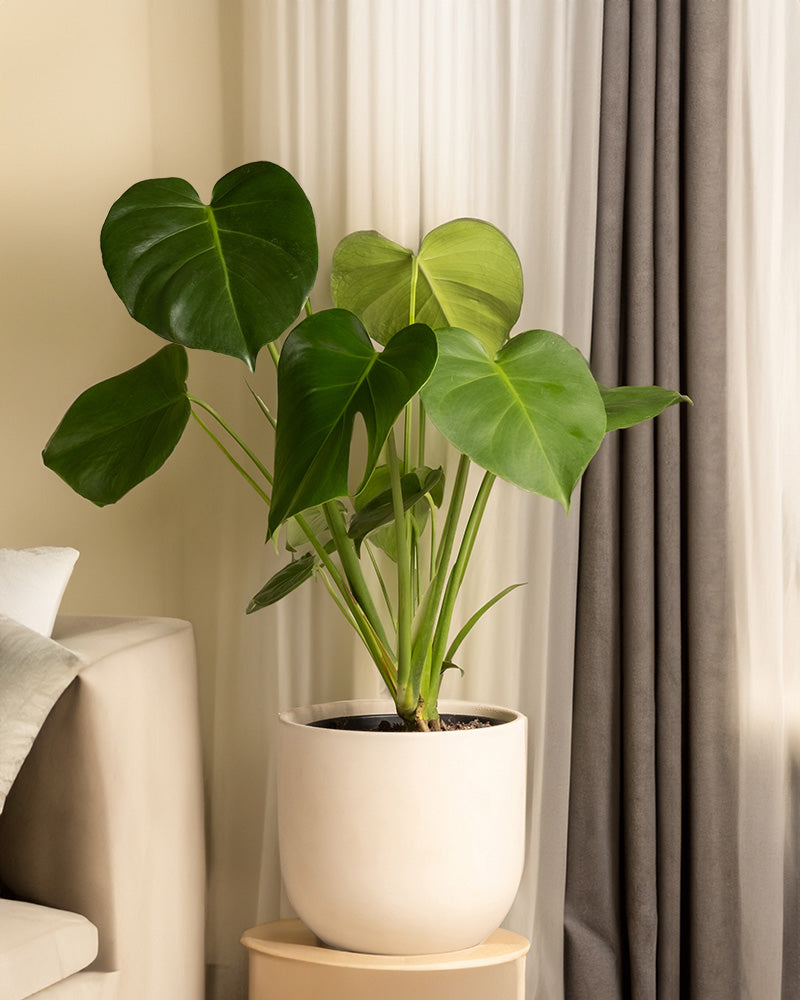 Monstera in einem Wohnzimmer