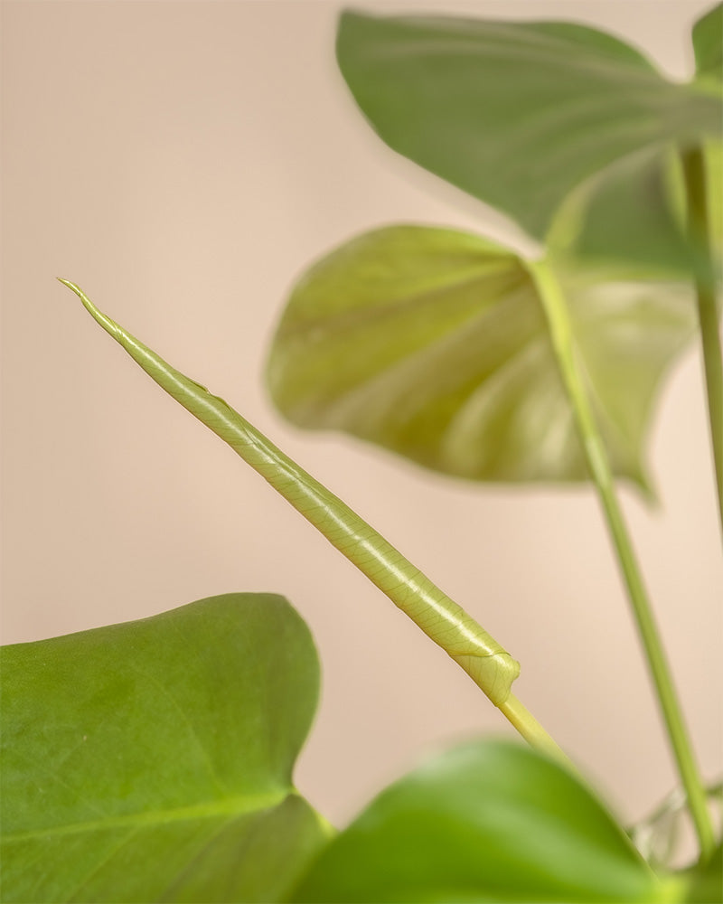 Babyblatt von einer Monstera