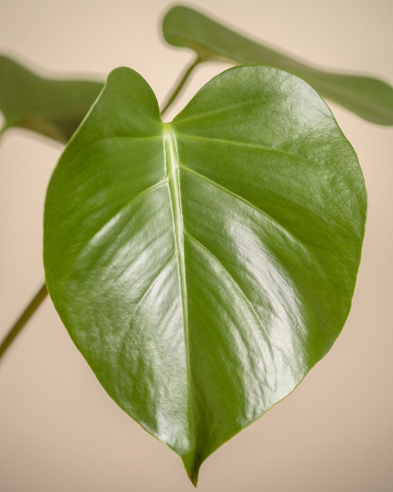 Monstera deliciosa | Fensterblatt