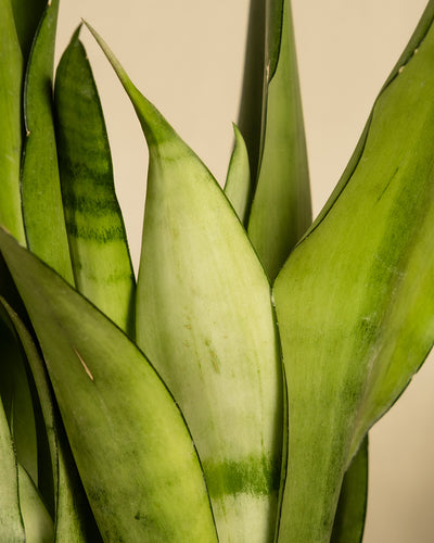 Nahaufnahme einer Moonshine (Sansevieria) mit länglichen, starren grünen Blättern, die verschiedene Grüntöne und dezente Streifen aufweisen. Der Hintergrund ist schlicht hellbeige und hebt das natürliche, lebendige Laub der Pflanze hervor.