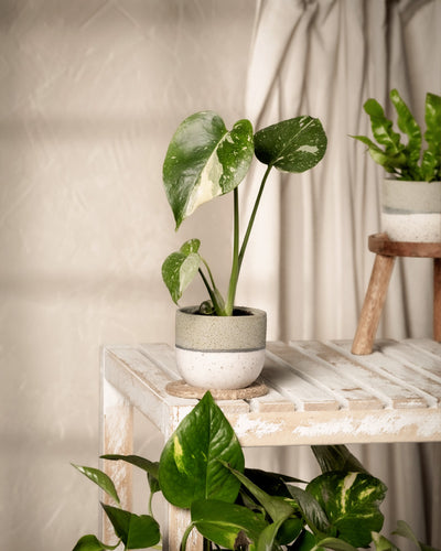 Eine Monstera deliciosa 'Thai Constellation' Babypflanze in einem gesprenkelten Topf steht auf einem weißen Holzregal. Im Hintergrund sind ein cremefarbener Vorhang und eine weitere kleine Pflanze auf einem Holzständer zu sehen. Die sanfte Beleuchtung trägt zur ruhigen, natürlichen Atmosphäre dieses Rarität-Mittelstücks bei.