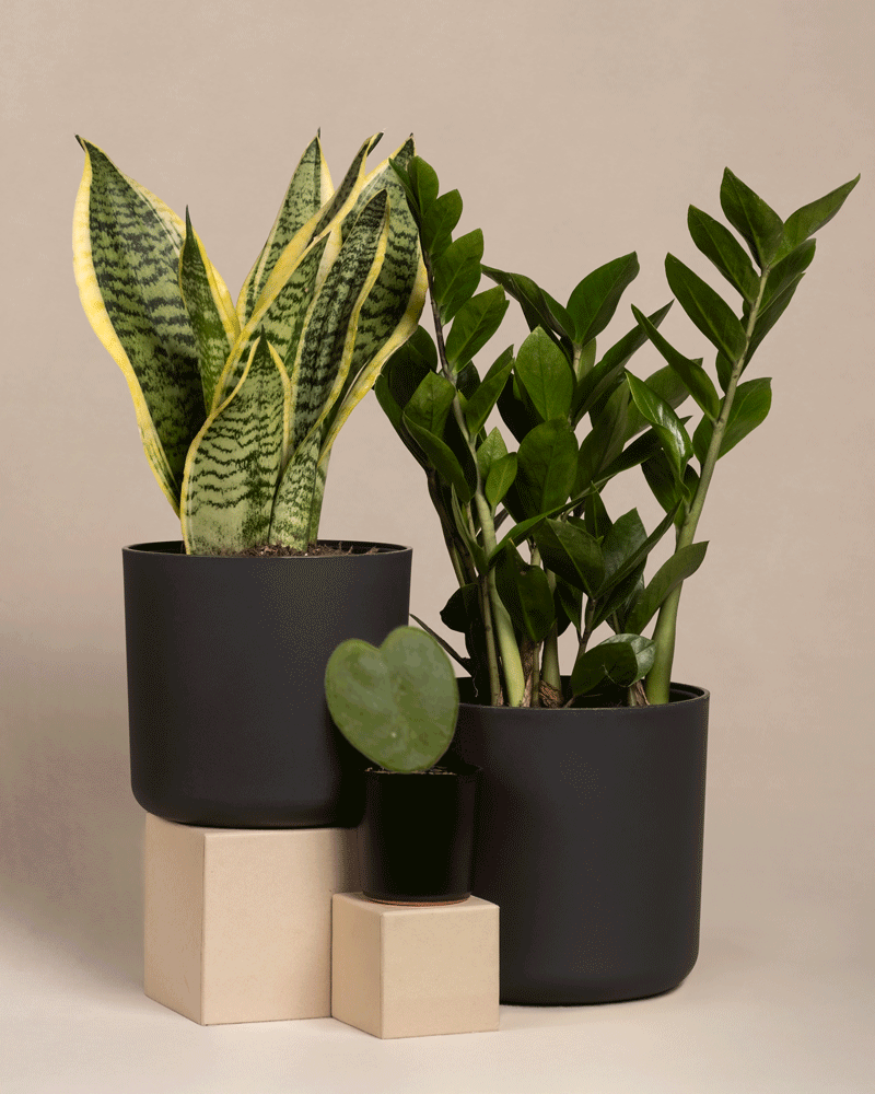 Das Trio für den farblosen Daumen besteht aus drei Topfpflanzen auf beigen Sockeln: einer Schwiegermutterzunge mit hohen grünen und gelben Blättern, einer Glücksfeder mit glänzend grünen Blättern und einer kleinen Herzblatt-Pflanze in einem schwarzen Topf.