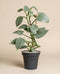 Der Philodendron hastatum - feey, mit großen grünen Blättern, steht in einem dunkelgrauen Topf vor einem schlichten beigen Hintergrund.