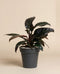 Der Philodendron 'Imperial Red' - feey präsentiert sich mit auffallend dunkelgrünen Blättern in einem schwarzen Kunststofftopf vor einem schlichten beigen Hintergrund.