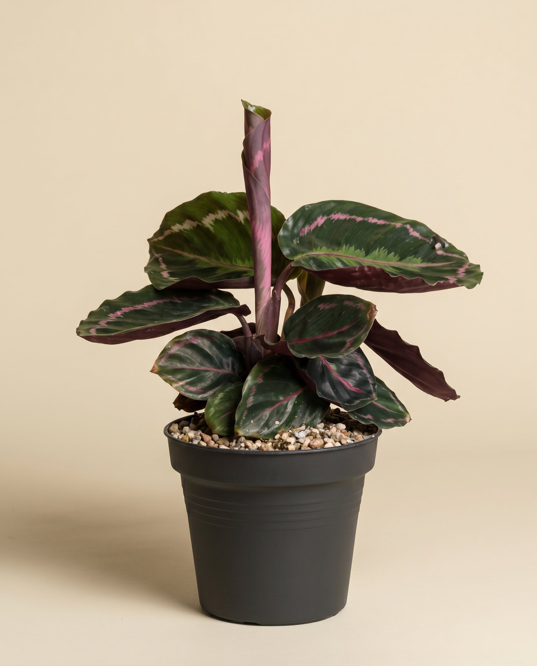 Die Kleine Calathea Roseopicta - feey ist eine tierfreundliche Zimmerpflanze mit großen, rundlichen, dunkelgrünen Blättern und hellgrüner Musterung. Sie wächst in einem schlichten dunkelgrauen Topf vor beigem Hintergrund.