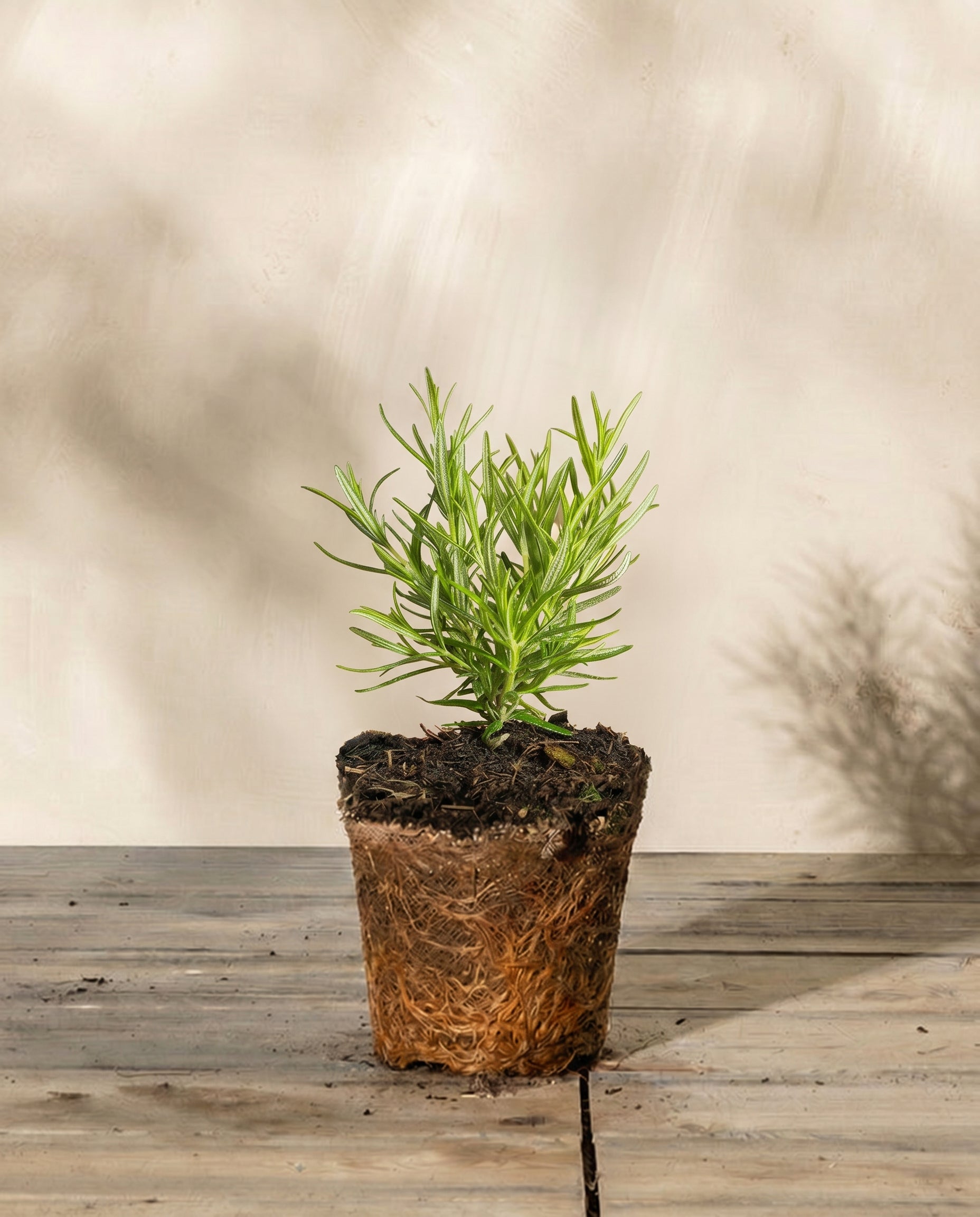 Rosmarin - Rosmarin - feey Pflanzenshop