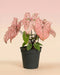 Ein Caladium 'Spring Fling' mit großen, rosafarbenen und grün geäderten Blättern sitzt in einem dunkelgrauen Plastiktopf vor einem weichen, rosa-beigefarbenen Hintergrund.
