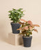 Schweizer Syngonium-Duo - Pflanzensets - feey Pflanzenshop