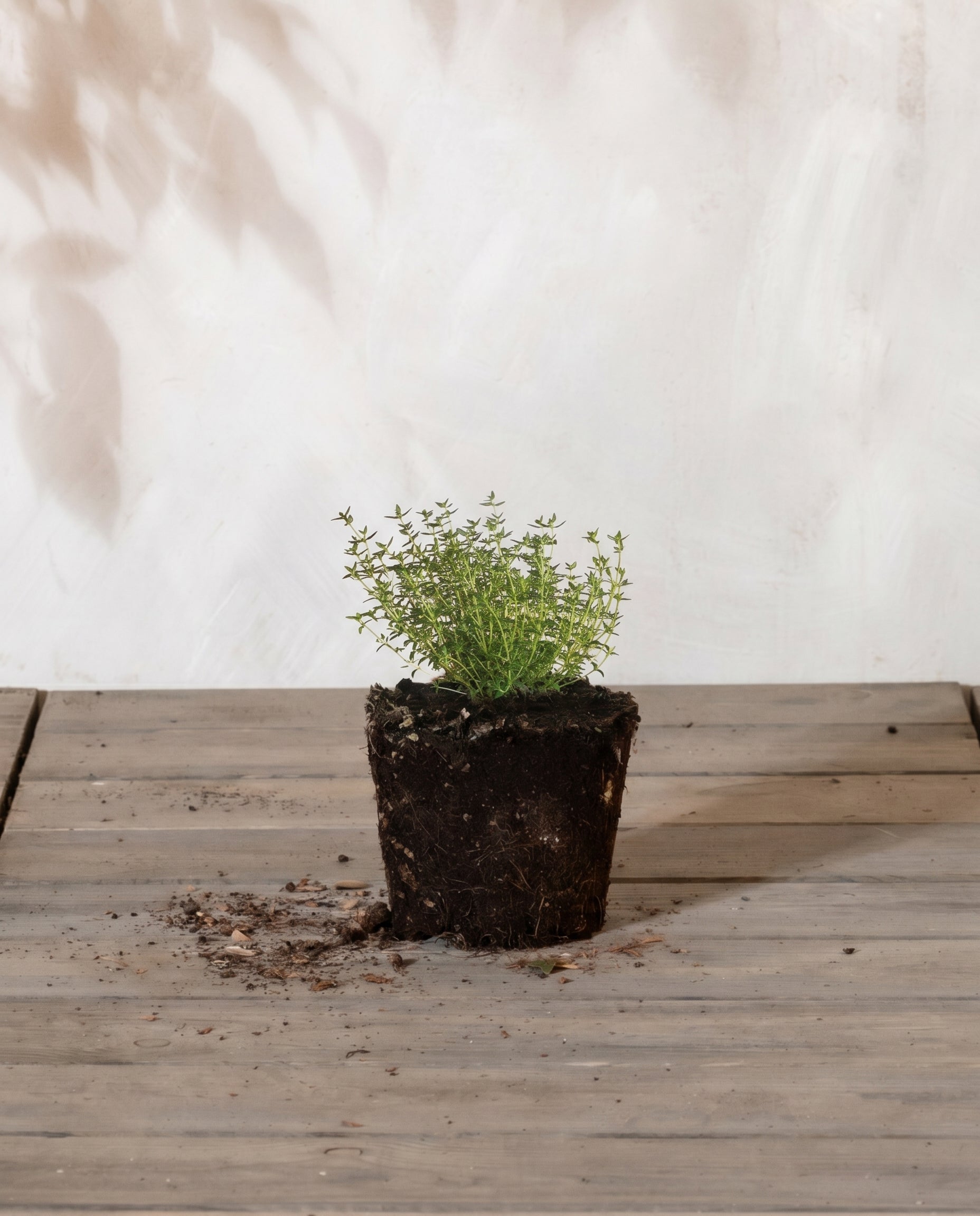 Eine Thymian-Pflanze, die teilweise aus ihrem Behälter genommen wurde, steht auf einer Holzoberfläche, auf der Erde verstreut ist. Der Schatten einer Pflanze in der Nähe wird auf die weiße Wand dahinter geworfen. 