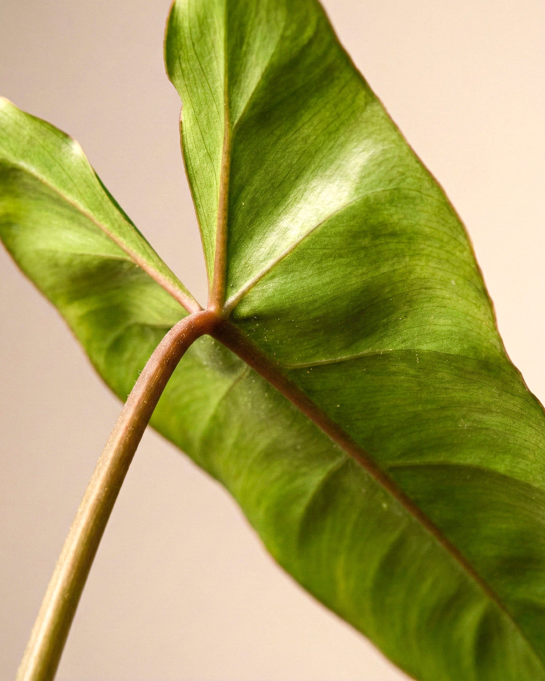Eine Nahaufnahme eines Philodendron 'Paraiso Verde' - ein feenartiges Blatt mit sichtbaren Adern und einem rötlichen Stiel vor einem zartbeigen Hintergrund. Sanftes Licht hebt die glatte Textur und die natürlichen Kurven des Blattes hervor.