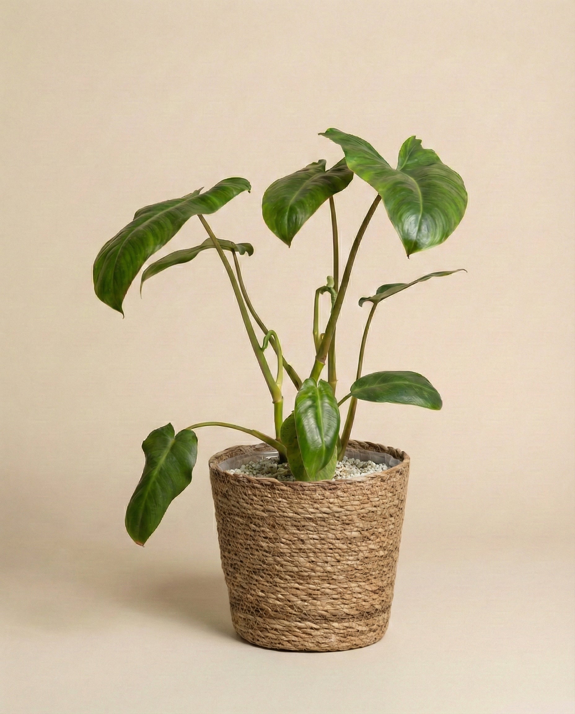 Philodendron 'Paraiso Verde' • feey