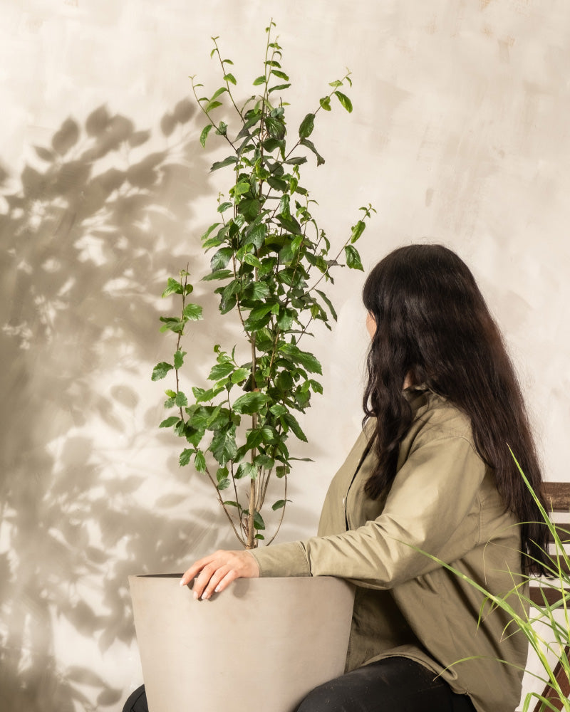 Eine Person mit langem, dunklem Haar sitzt, von der Kamera abgewandt, neben einem hohen Topf mit Parrotia persica, berührt den Topf und beobachtet, wie das Licht seinen Schatten auf eine beige Wand wirft.