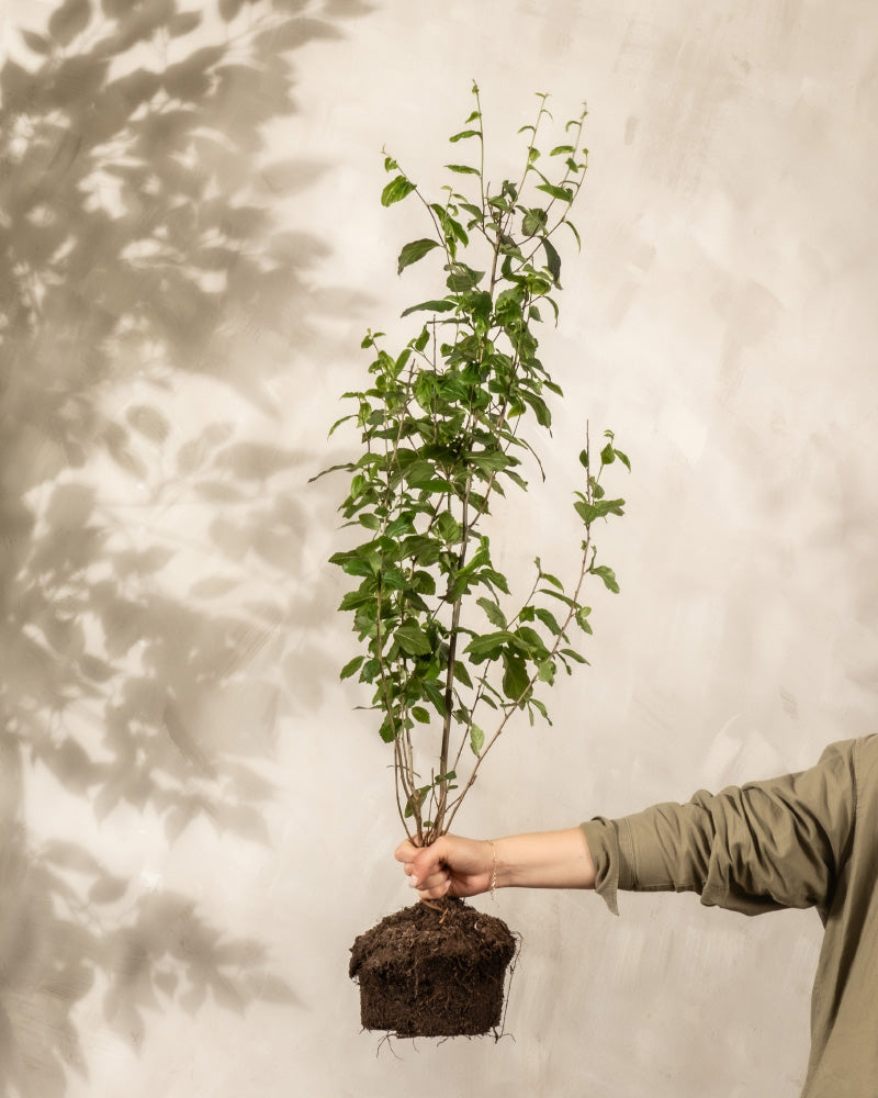 Eine Person in einem grünen Ärmel hält eine Parrotia persica-Pflanze mit freiliegenden Wurzeln gegen eine helle, strukturierte Wand und wirft einen Schatten.
