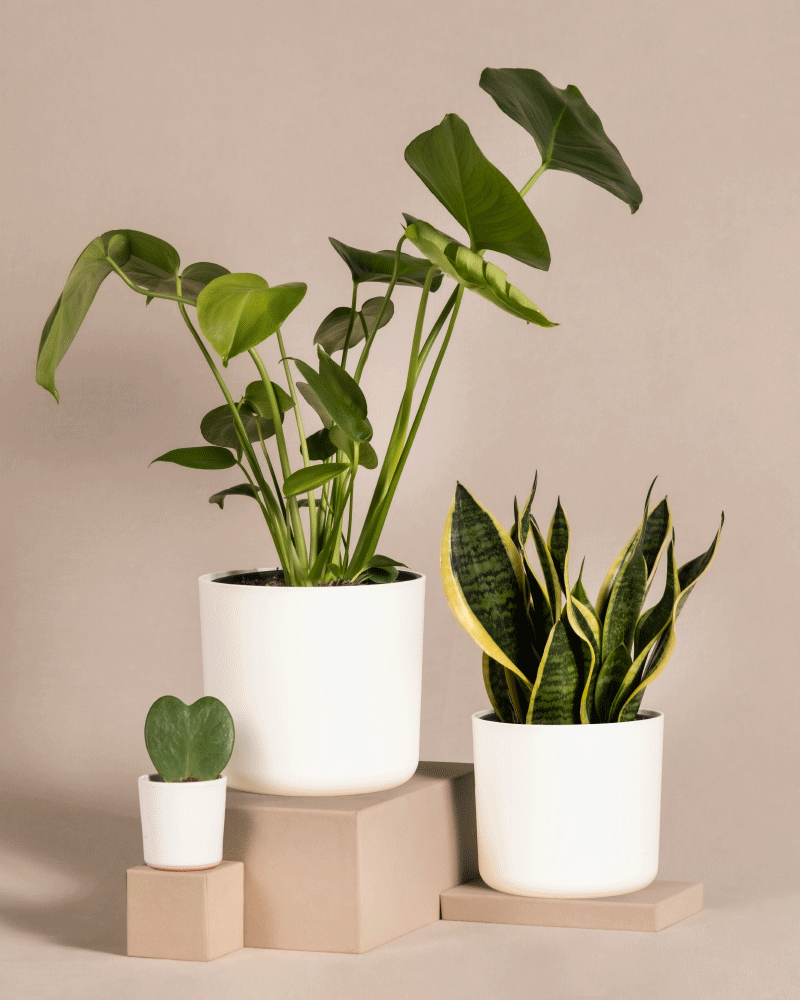 Das Pflanzen-Bestseller-Trio besteht aus drei stilvollen Zimmerpflanzen in weißen Töpfen, die elegant auf beigen Sockeln vor einem neutralen Hintergrund präsentiert werden - eine mühelose Möglichkeit, Grün und Stil in jeden Raum zu bringen.