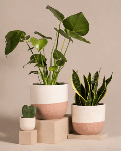Das Pflanzen-Bestseller-Trio, bestehend aus einer Monstera, einer Sansevieria und einer kleinen herzförmigen Hoya, steht in modernen, minimalistischen Töpfen auf neutralen Blöcken vor einem hellbeigen Hintergrund.