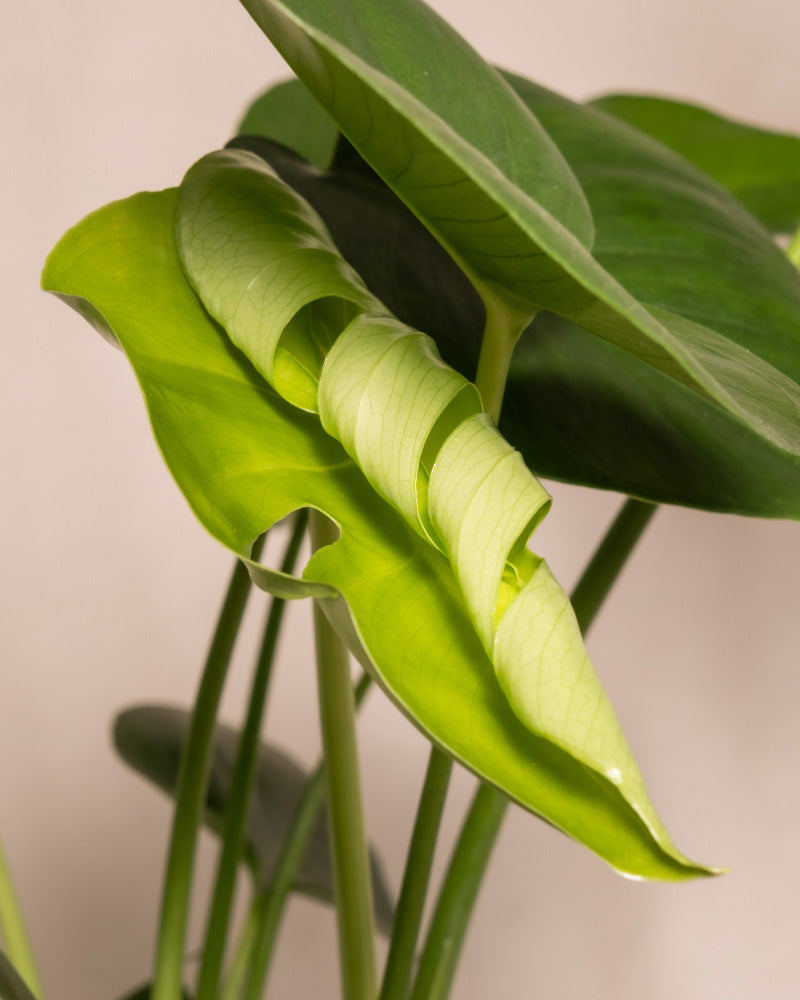 Eine Nahaufnahme des Pflanzen-Bestseller-Trios zeigt eine grüne Monstera mit einem eng eingerollten Blatt zwischen reifen, flachen Blättern vor einem zartbeigen Hintergrund.