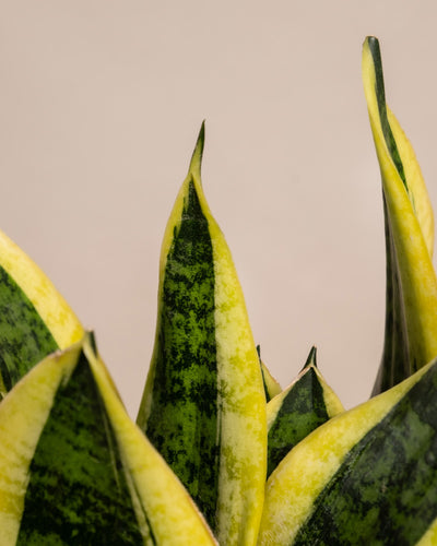 Nahaufnahme der spitzen Blätter des Pflanzen-Bestseller-Trios mit grüner Mitte und gelbem Rand auf beigefarbenem Hintergrund - ideal für die Kombination mit Monstera in modernen Pflanzensammlungen.