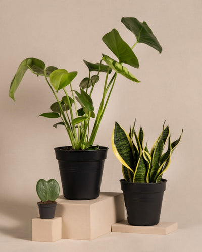Das Pflanzen-Bestseller-Trio zeigt drei beliebte Topfpflanzen - eine herzblättrige Hoya, eine blättrige Monstera und eine gelbrandige Sansevieria - in eleganten schwarzen Töpfen auf beigen Blöcken vor einem neutralen Hintergrund.