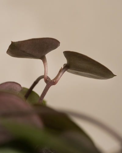 Eine Nahaufnahme einer zarten Pflanze aus dem Pflanzen-Set für viel Licht, mit zwei kleinen, dunkelgrünen Blättern, die aus rosafarbenen Stielen vor einem weichen, beigen Hintergrund hervorwachsen. Die minimalistische Komposition betont die feinen Details und Texturen des neuen Blattwerks.