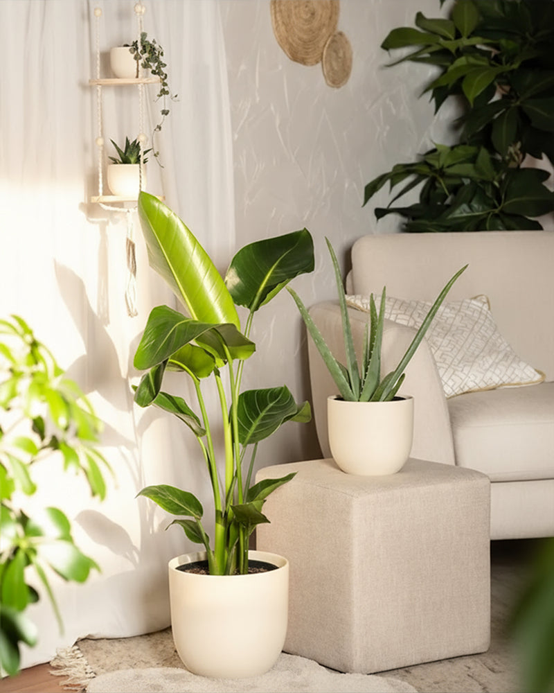 Pflanzen-Set für viel Licht