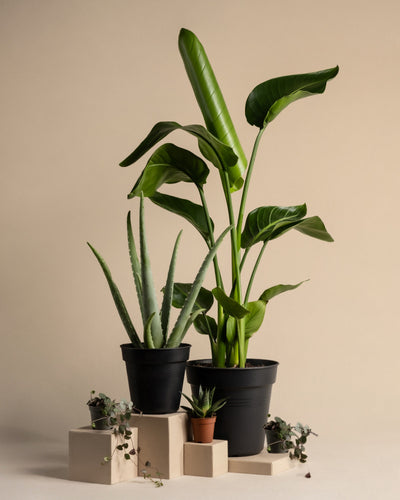 Pflanzen-Set für viel Licht