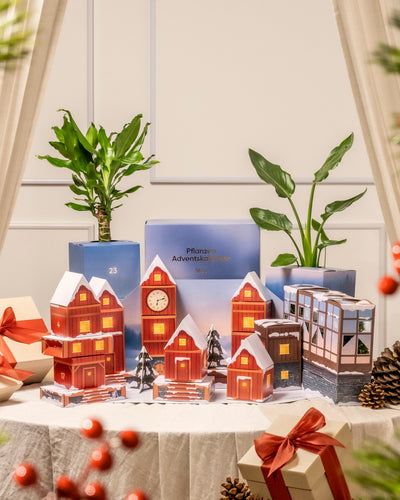 Vor einer weißen Wand mit drapierten Vorhängen steht eine festliche Weihnachtsauslage mit kleinen Modellhäusern, roten Geschenkbändern, Tannenzapfen, zwei Blumentöpfen mit echtem Grün und einer blauen Pflanzen-Adventskalender-Box.