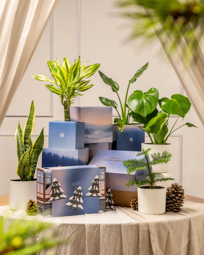 Ein festlicher Pflanzen-Adventskalender (Dschungel-Version) zeigt getopfte grüne Zimmerpflanzen und Tannenzapfen, arrangiert mit nummerierten blauen Geschenkschachteln auf einem beigefarbenen drapierten Tisch vor neutralen Vorhängen in sanftem Licht.