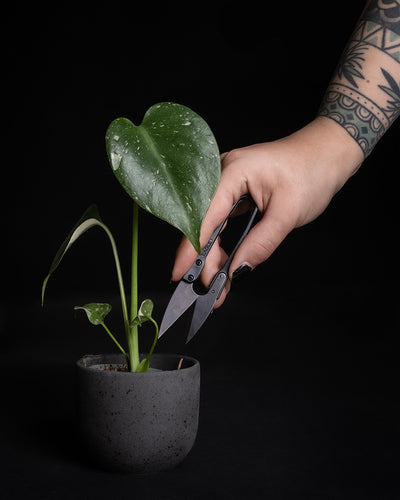 Hand hält eine kleine Pflanzenschere von feey in der Nähe einer Baby  Monstera Thai Constellation