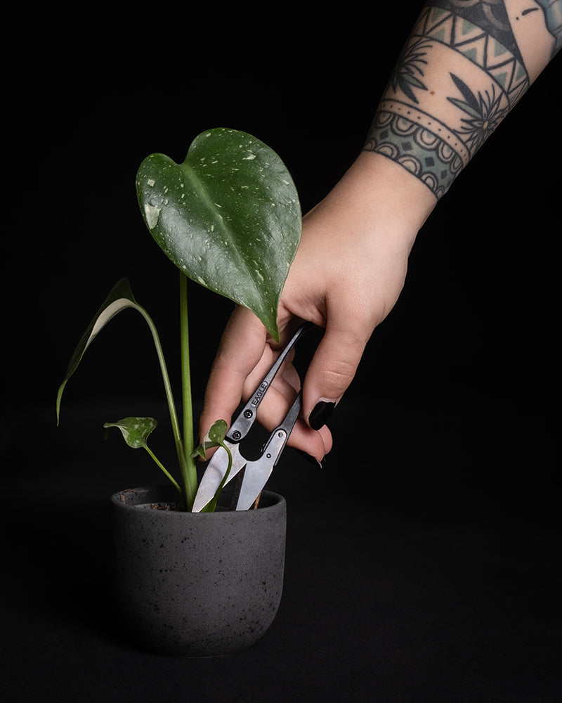 Hand hält eine kleine Pflanzenschere von feey in der Nähe einer Baby Monstera Thai Constellation