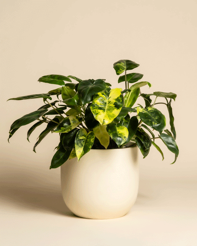 Der Philodendron 'Burle Marx' variegata - feey zeigt glänzend grüne und gelbe Blätter in einem glatten, cremefarbenen Keramiktopf vor einem neutralen beigen Hintergrund.