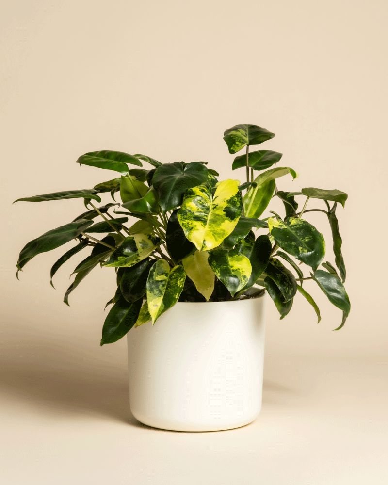 Ein seltener Philodendron 'Burle Marx' variegata - feey mit leuchtend grünen und gelben Blättern wird in einem einfachen weißen Topf vor einem schlichten beigen Hintergrund präsentiert.