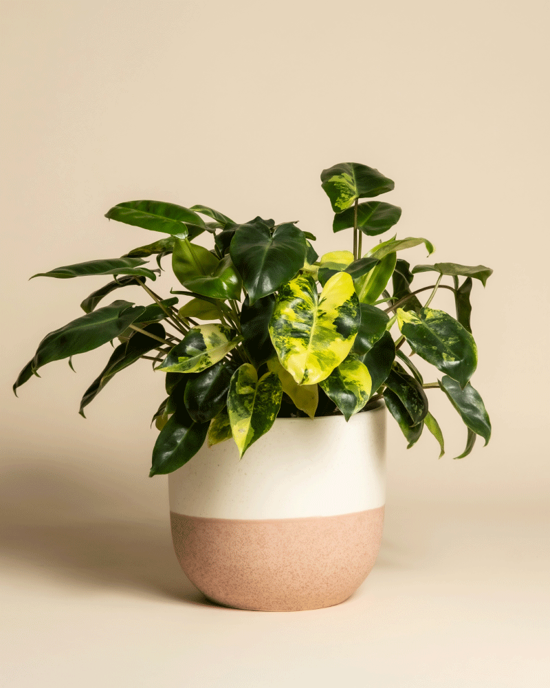 Ein Philodendron 'Burle Marx' variegata - feey steht in einem modernen zweifarbigen Keramiktopf in Weiß und Hellbraun vor einem einfarbig beigen Hintergrund.