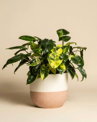 Ein Philodendron 'Burle Marx' variegata - feey steht in einem modernen zweifarbigen Keramiktopf in Weiß und Hellbraun vor einem einfarbig beigen Hintergrund.