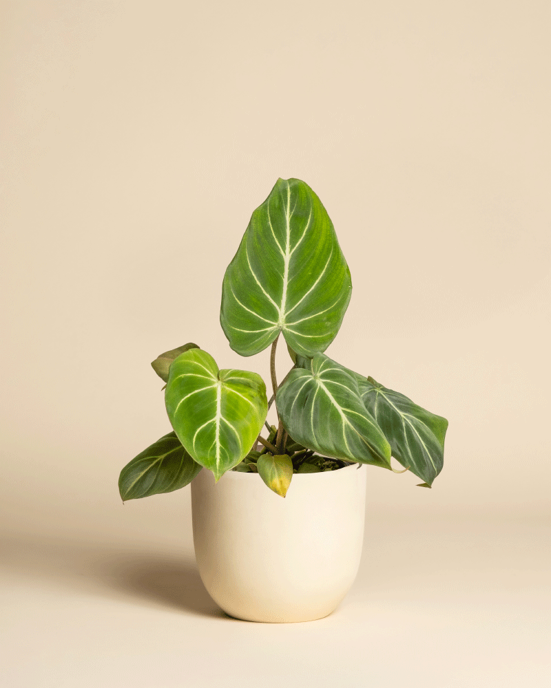 Ein Philodendron gloriosum - feey mit samtigen, großen herzförmigen Blättern in einem einfachen cremefarbenen Topf, präsentiert vor einem schlichten beigen Hintergrund.
