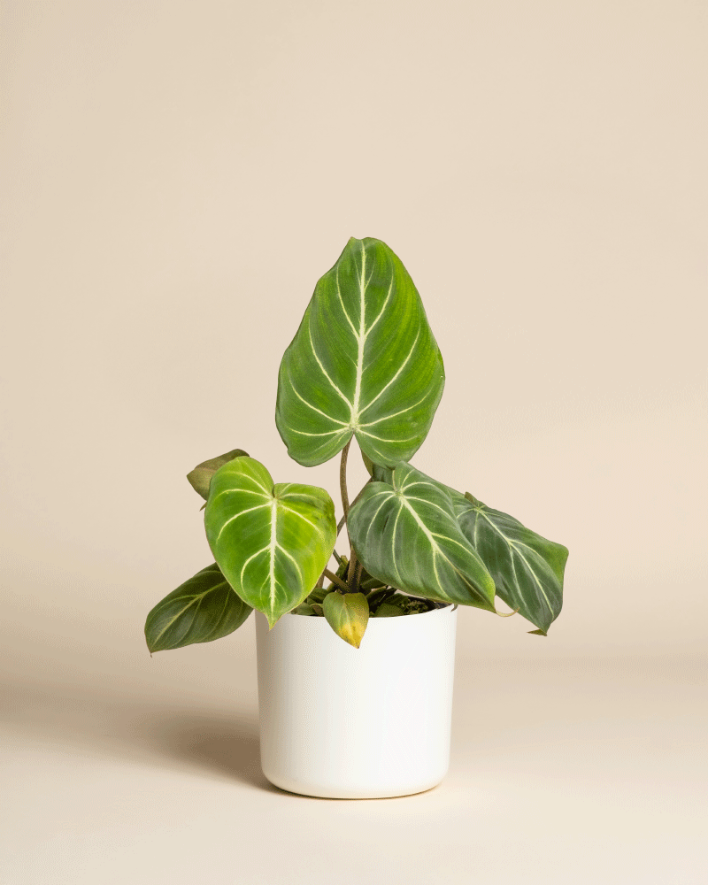 Ein Philodendron gloriosum - feey mit samtigen, herzförmigen grünen Blättern und auffälligen weißen Adern steht in einem schlichten weißen Topf vor beigem Hintergrund - ideal für stilvolle Räume in St. Gallen.