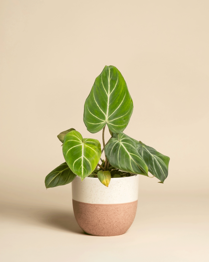 Ein Philodendron gloriosum - feey mit großen, samtigen Blättern und auffälligen weißen Adern steht in einem schicken zweifarbigen beigen und rosa-braunen Keramiktopf vor einem schlichten beigen Hintergrund - ideal für jedes St. Galler Heim.